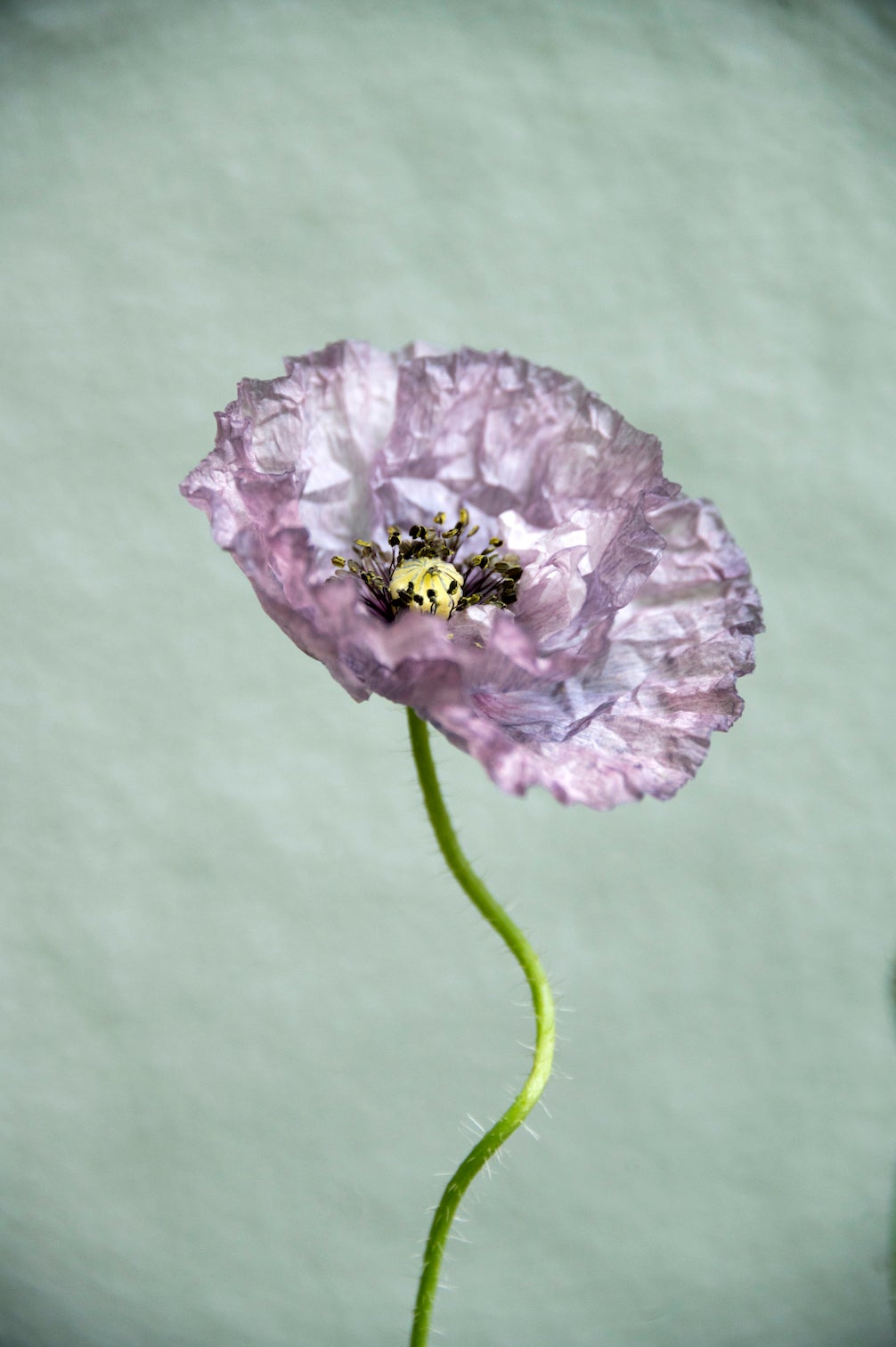 Mohn "Amazing Grey"