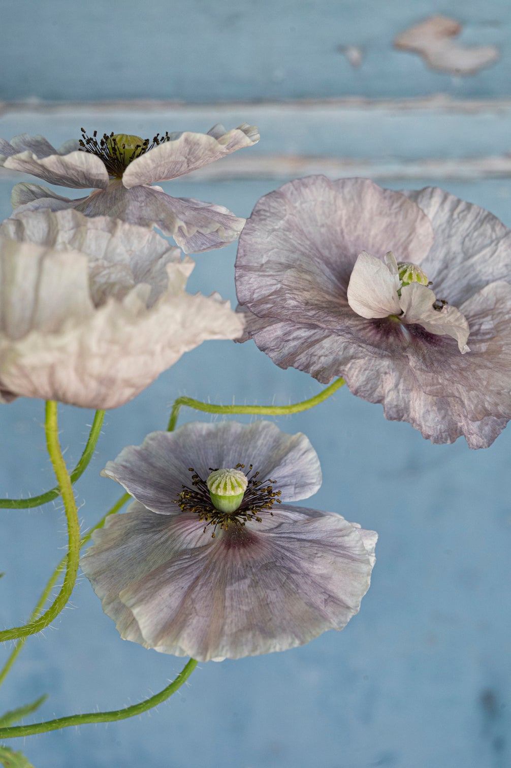 Mohn "Amazing Grey"