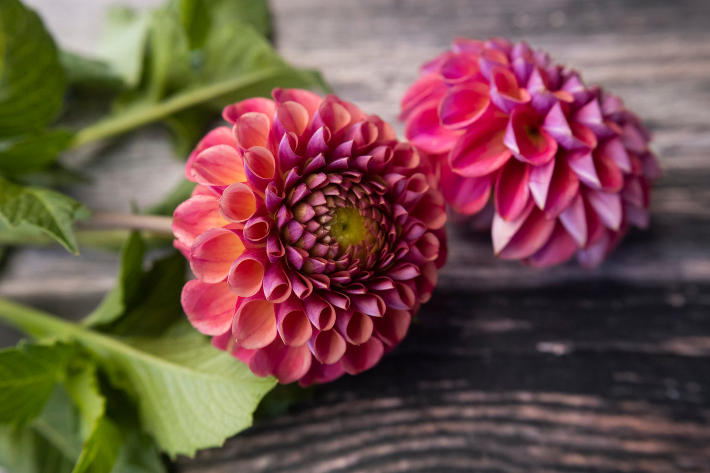 Dahlie Caitlin's Joy