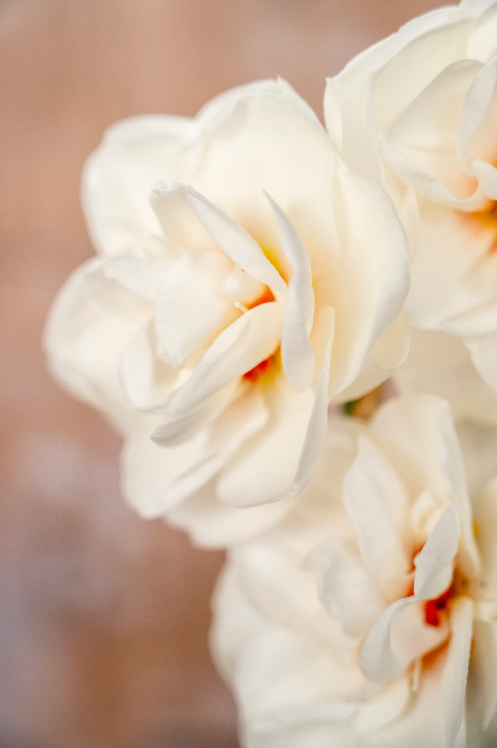 Narzisse "Acropolis" – 10 Zwiebeln