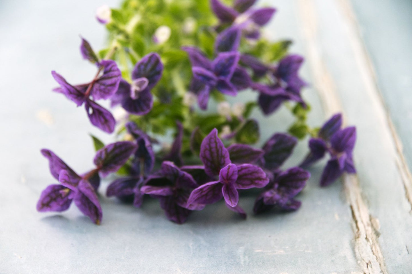 Buntschopfsalbei "Blue Monday"