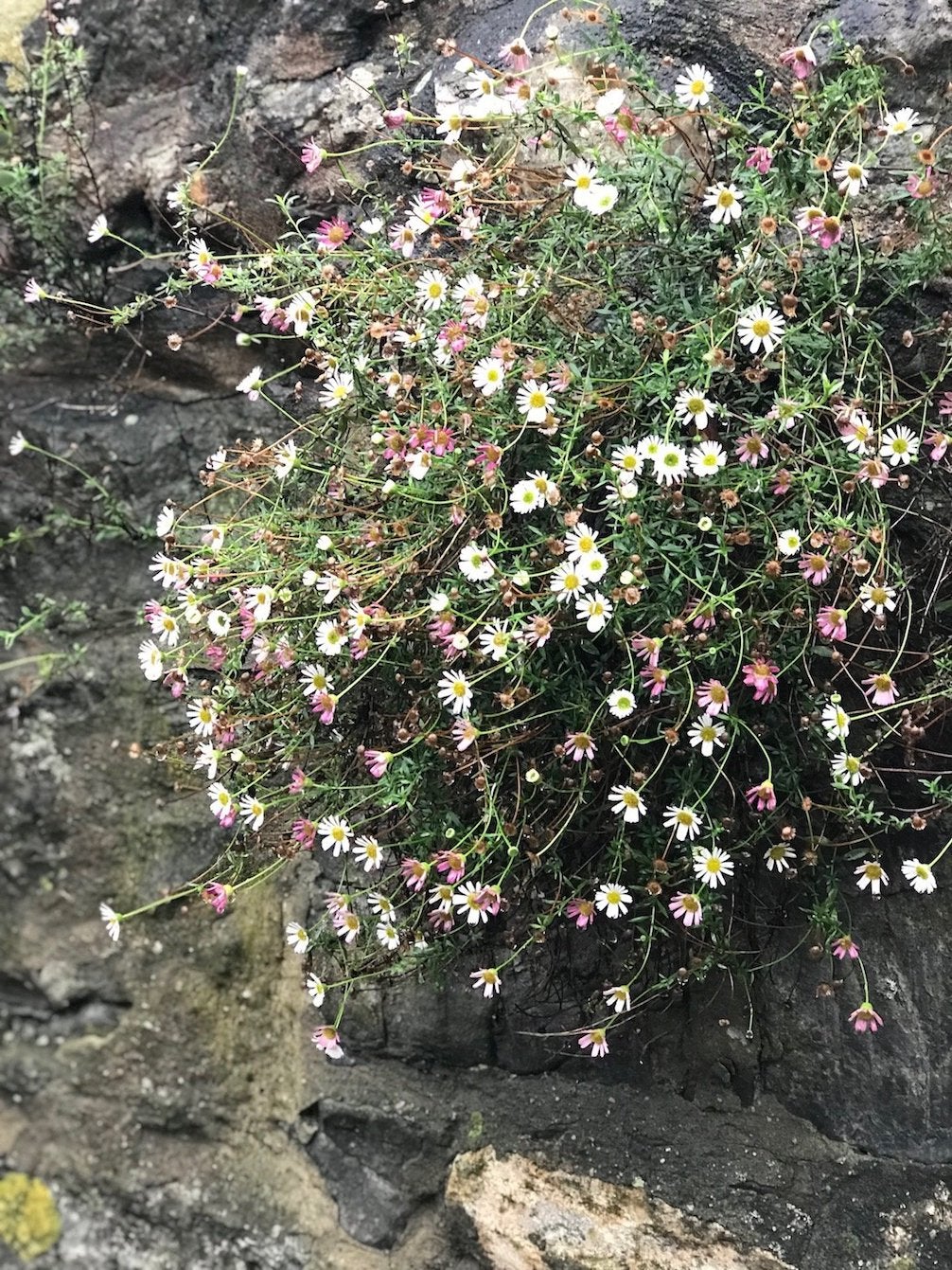 Spanisches Gänseblümchen