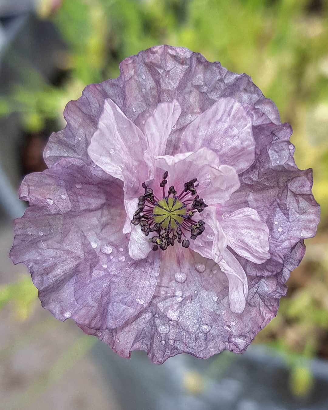 Mohn "Amazing Grey"
