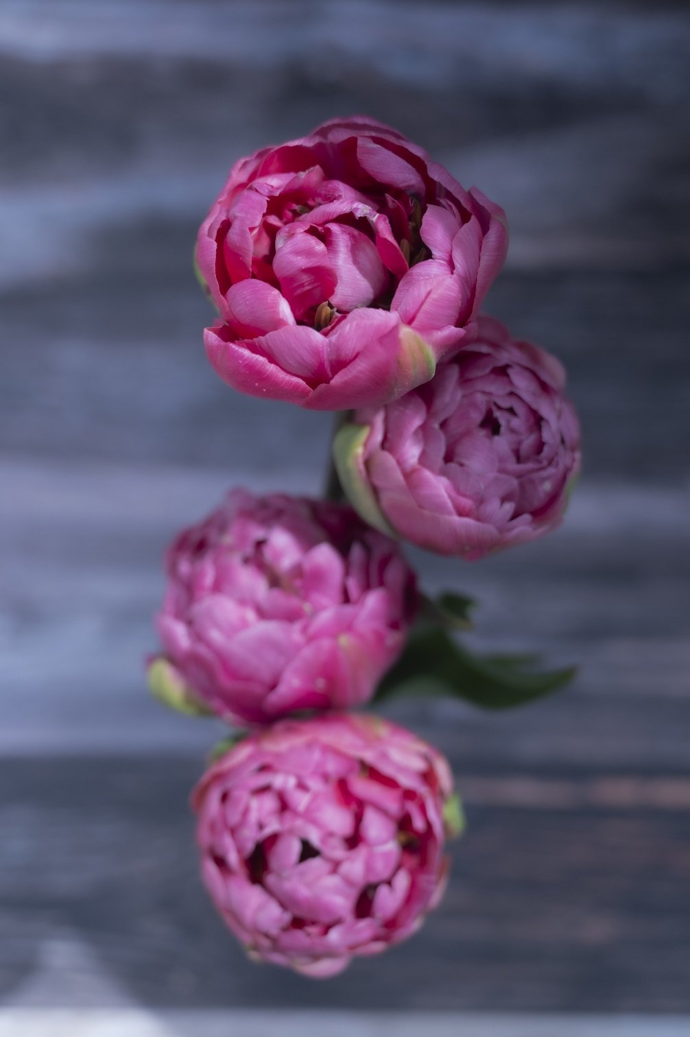 Tulpe Amazing Grace