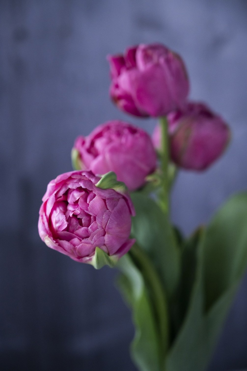 Tulpe Amazing Grace