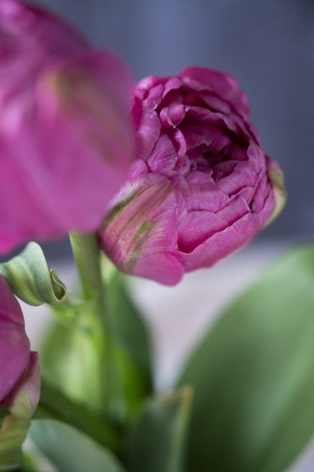 Tulpe Amazing Grace