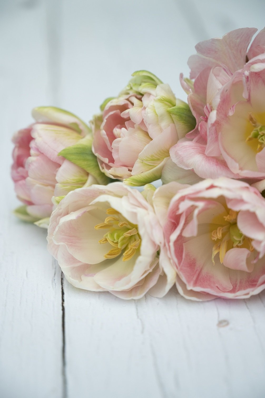 Tulpe "Angelique" - 10 Zwiebeln