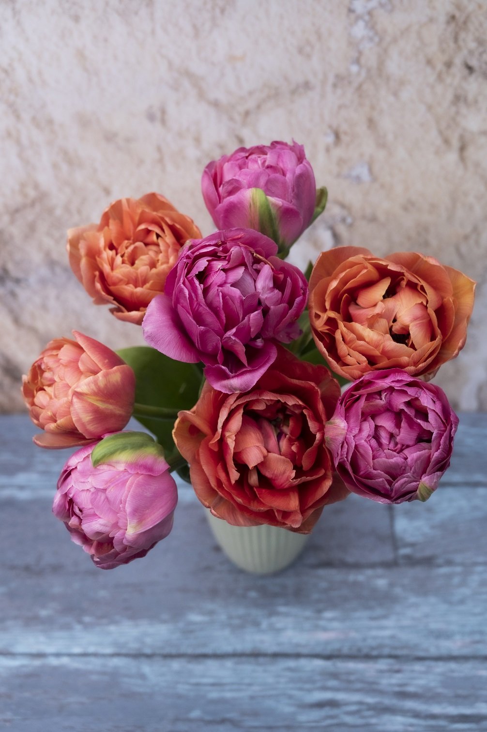 Tulpe Copper Image