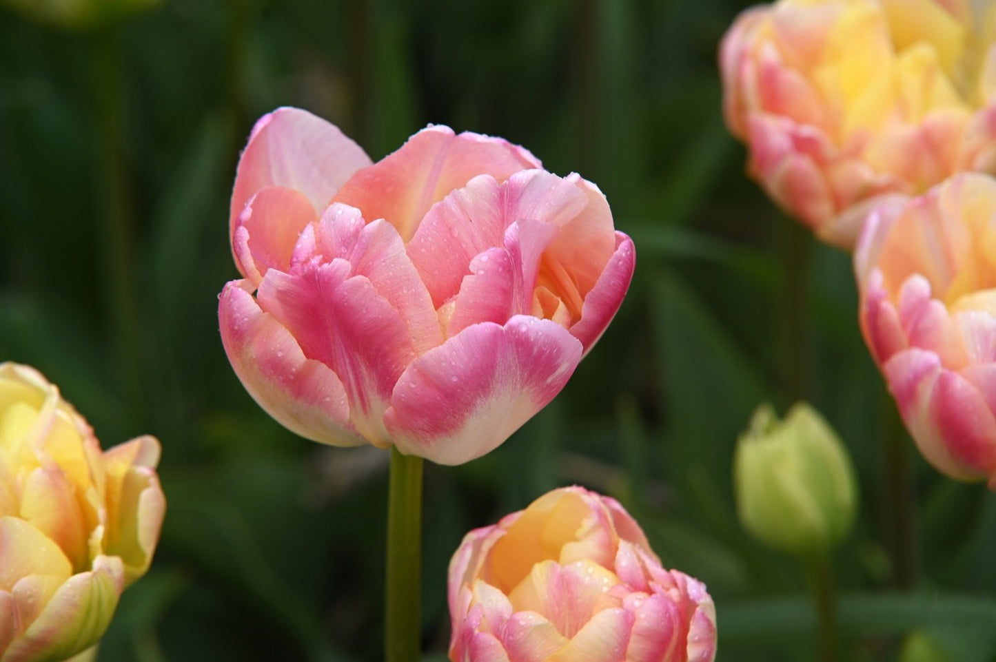 Tulpe Creme Upstar