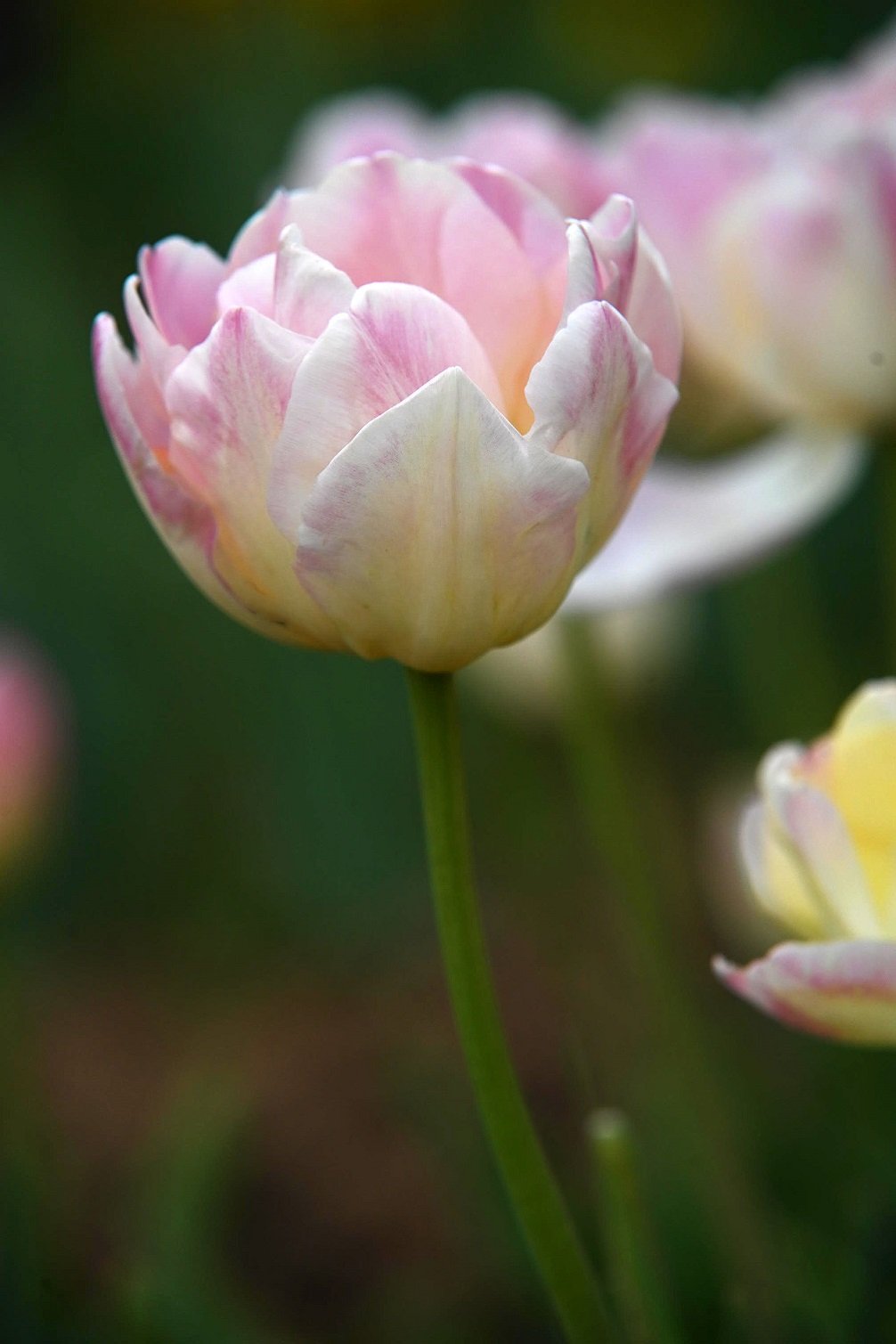 Tulpe Creme Upstar