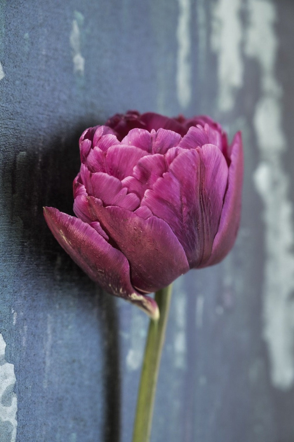 Tulpe Jinan