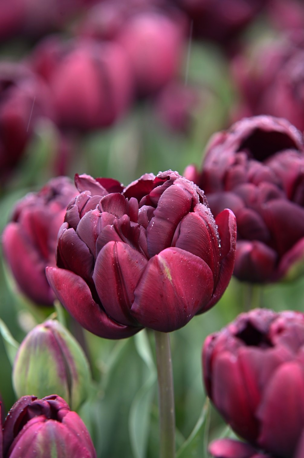 Tulpe Jinan