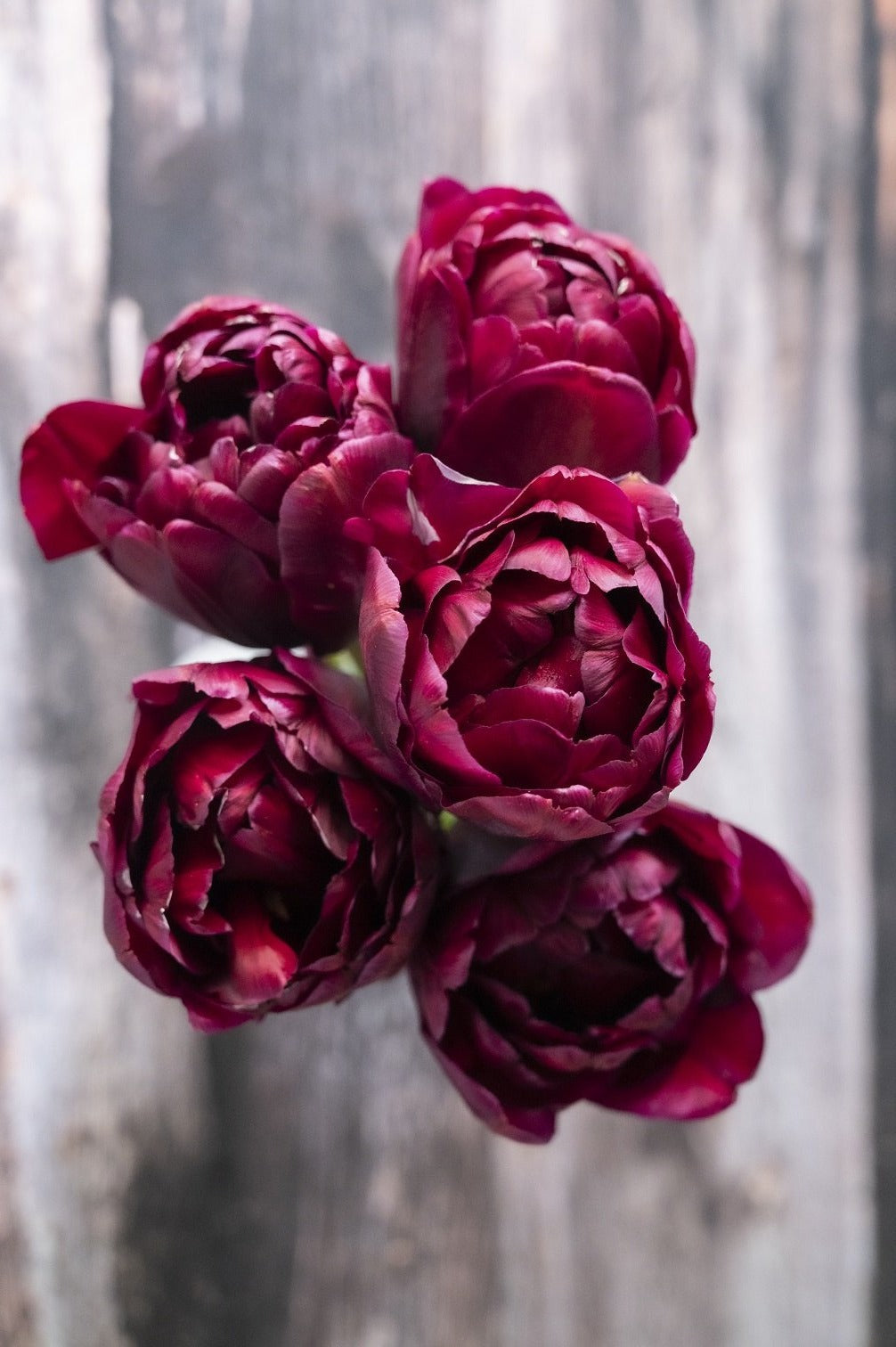 Tulpe Jinan