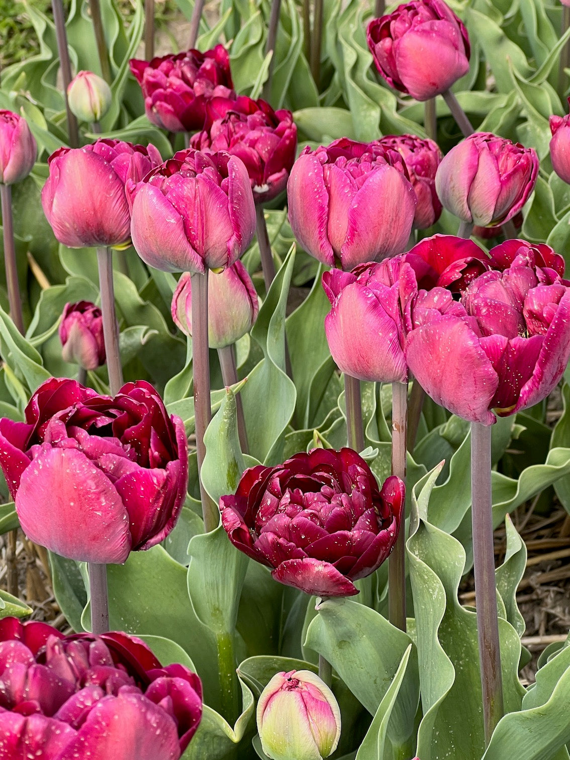 Tulpe Jinan