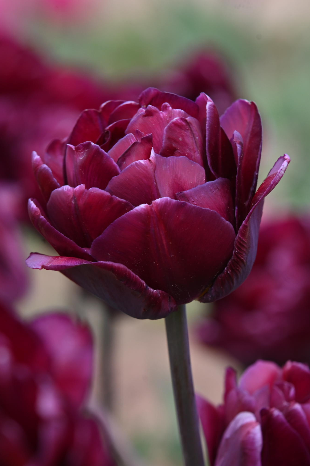 Tulpe Jinan