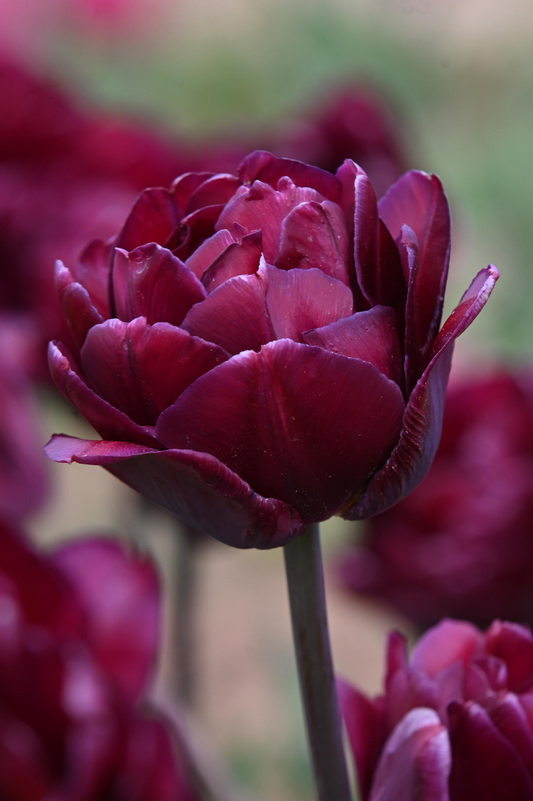 Tulpe Jinan