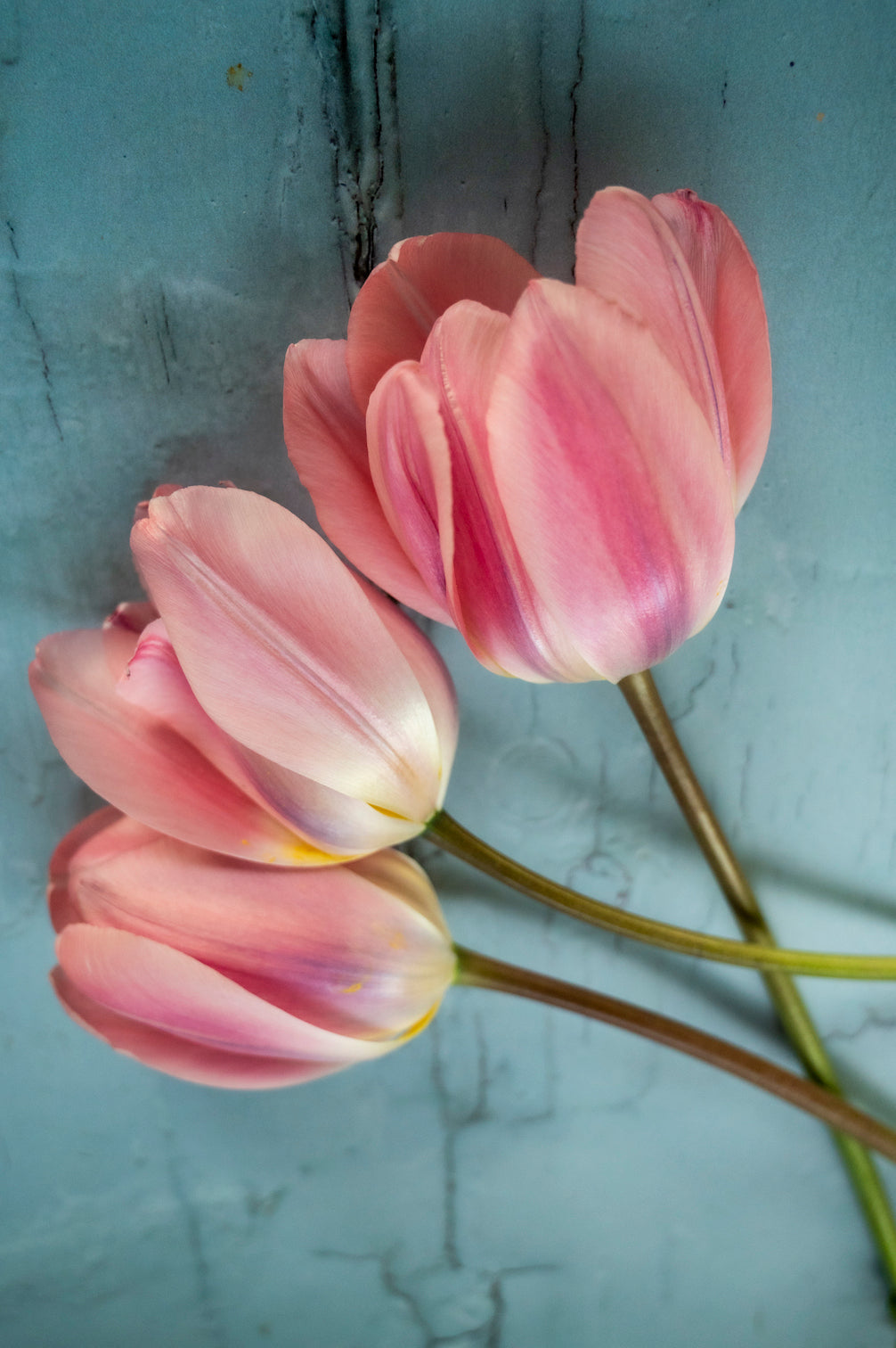 Mehrjährige Tulpe Light and Dreamy