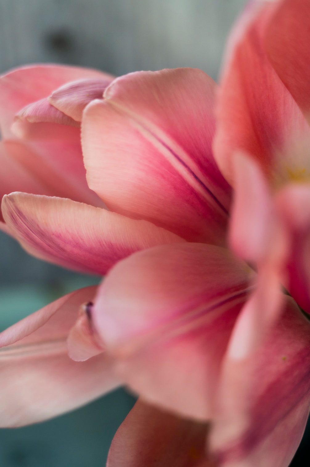 Mehrjährige Tulpe Light and Dreamy