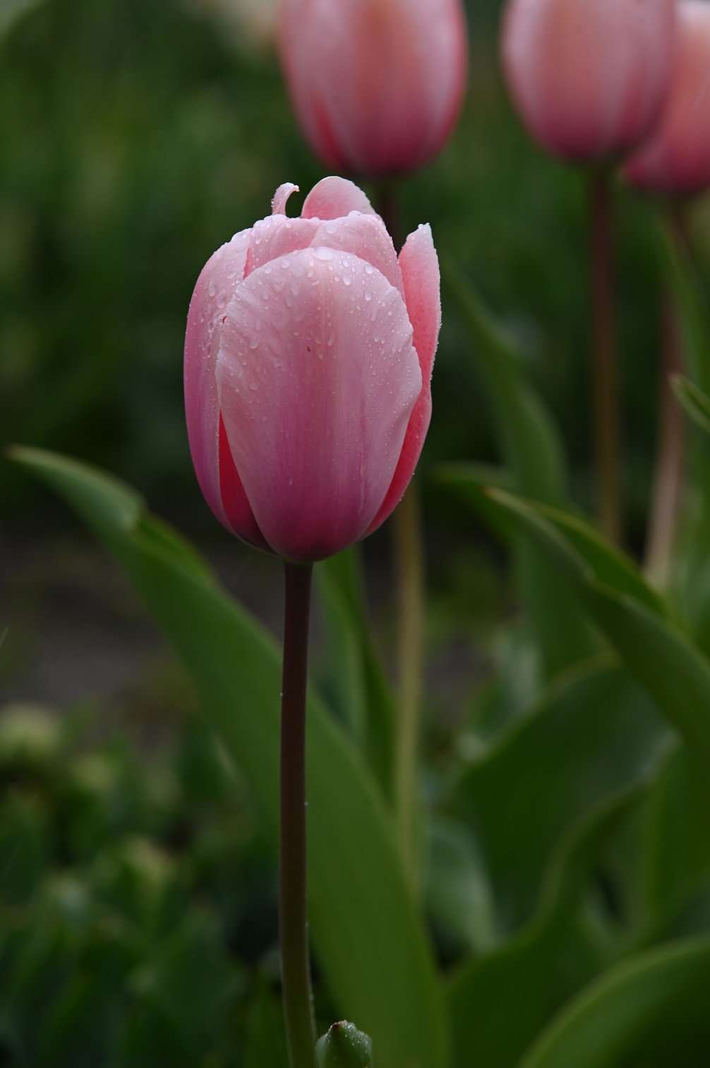 Mehrjährige Tulpe Light and Dreamy