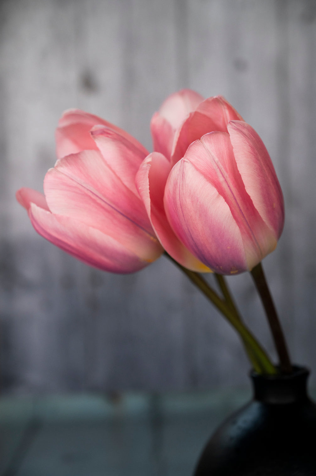 Mehrjährige Tulpe Light and Dreamy