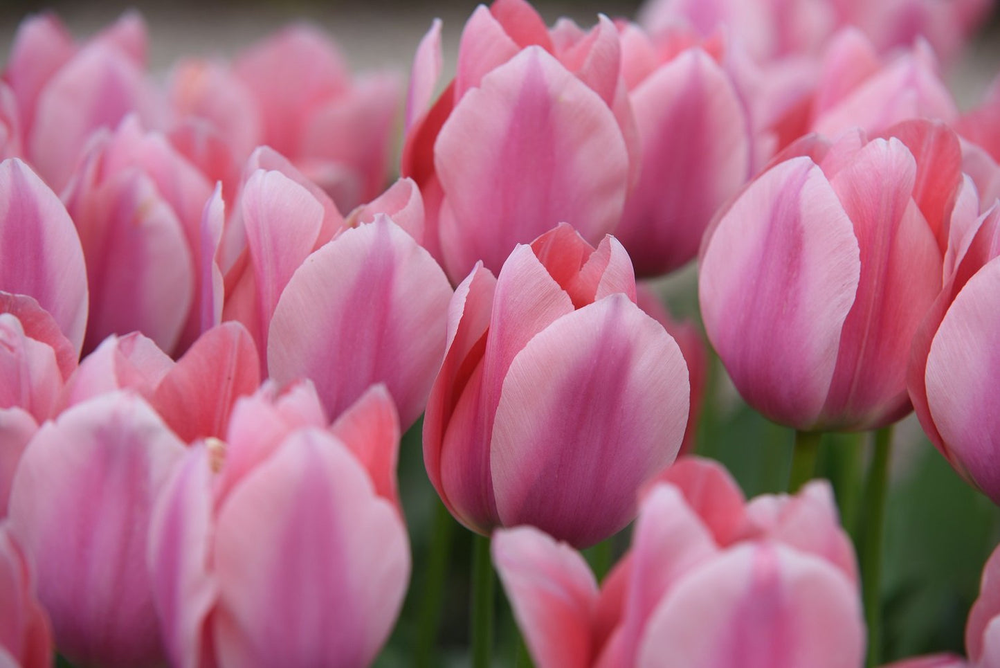 Mehrjährige Tulpe Light and Dreamy