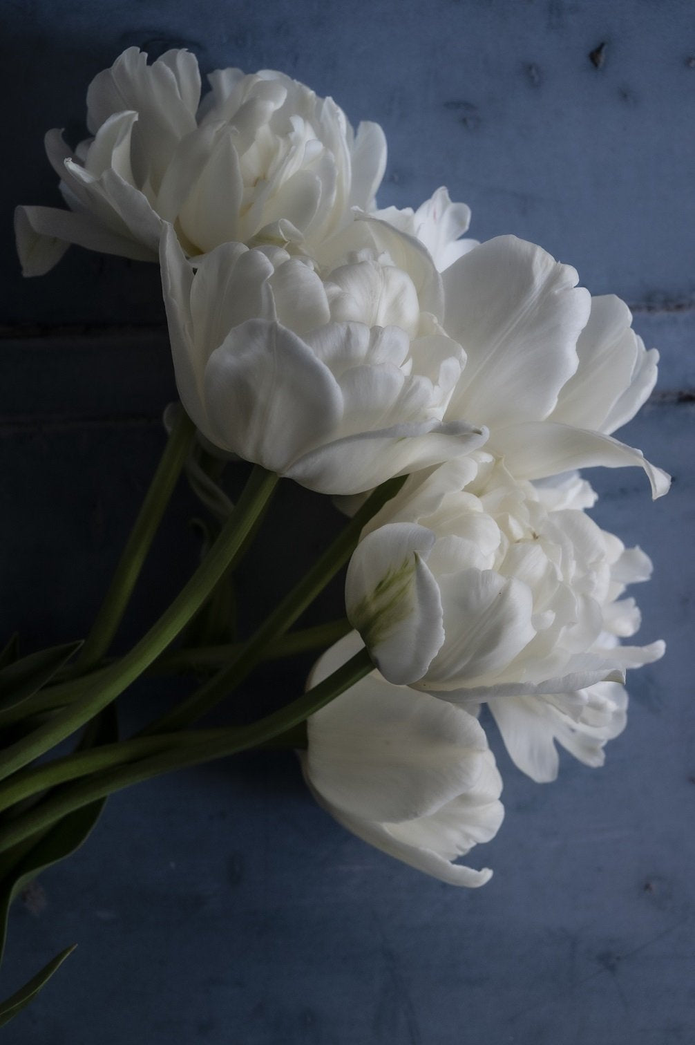 Tulpe Mount Tacoma