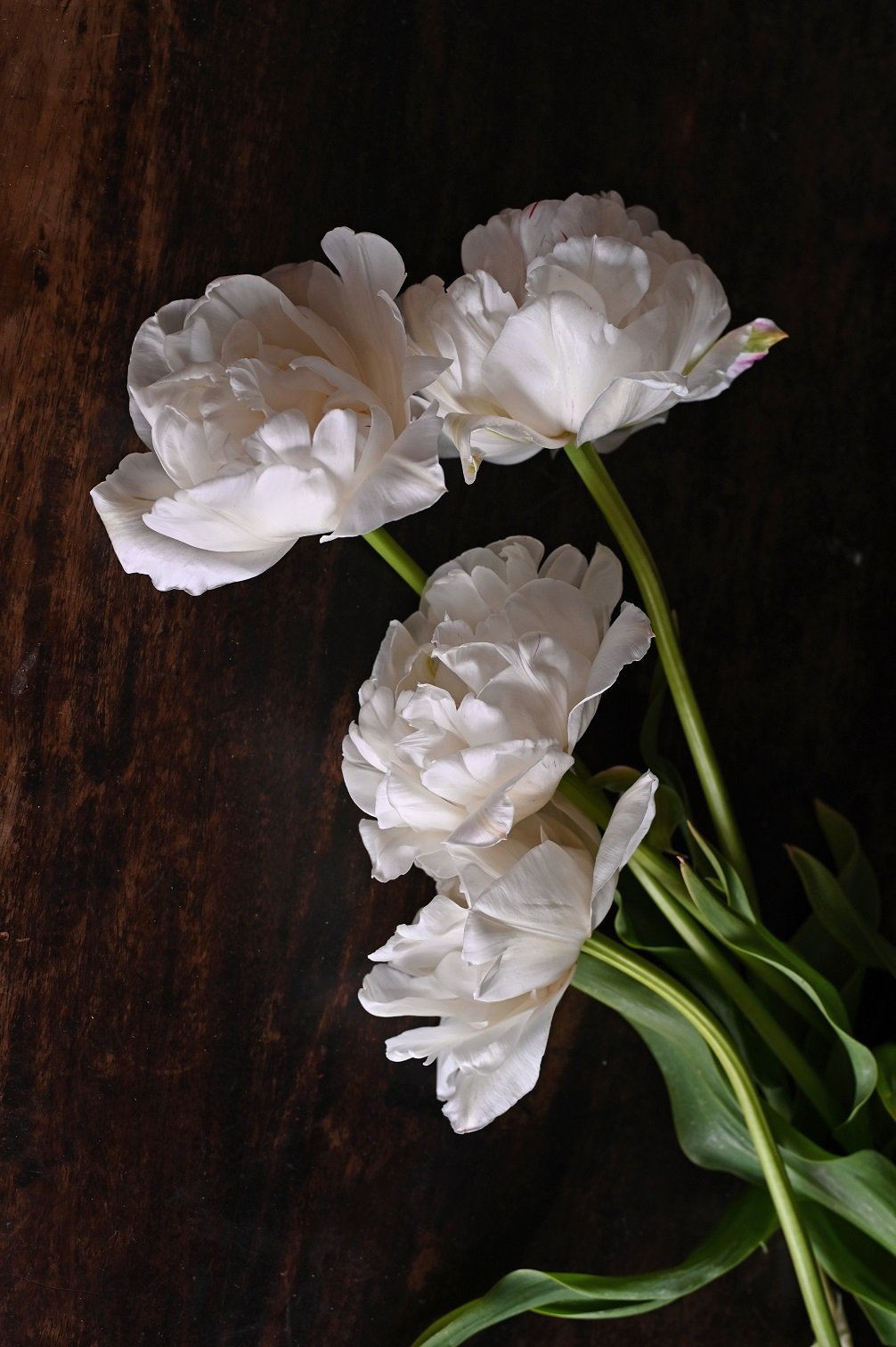 Tulpe Mount Tacoma