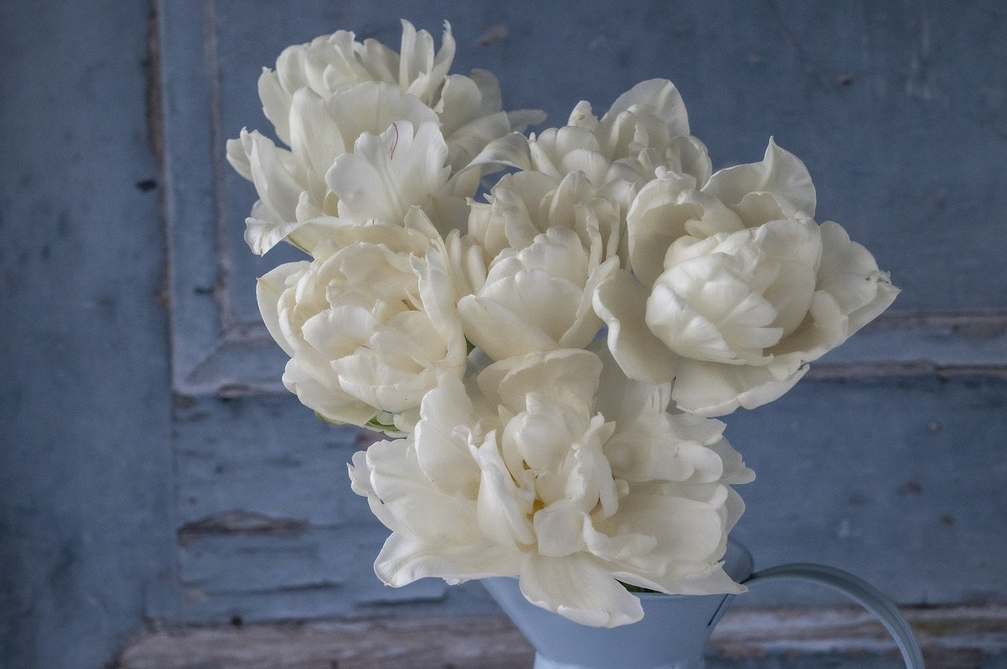 Tulpe Mount Tacoma