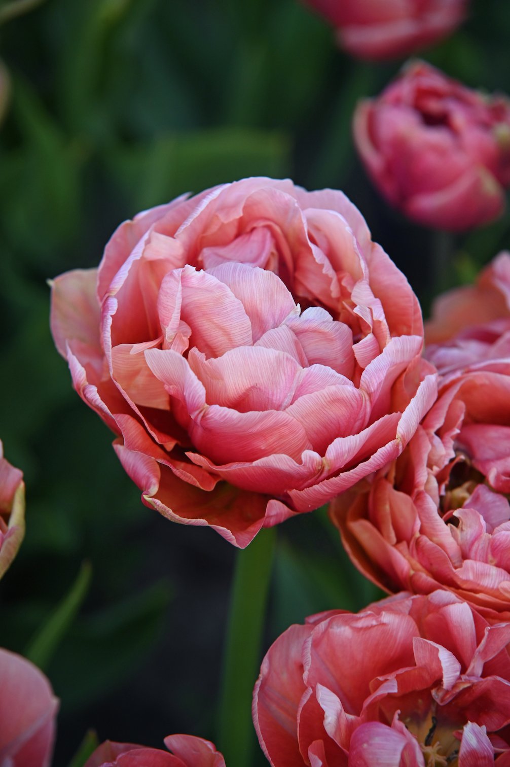 Tulpe Pink Treasure