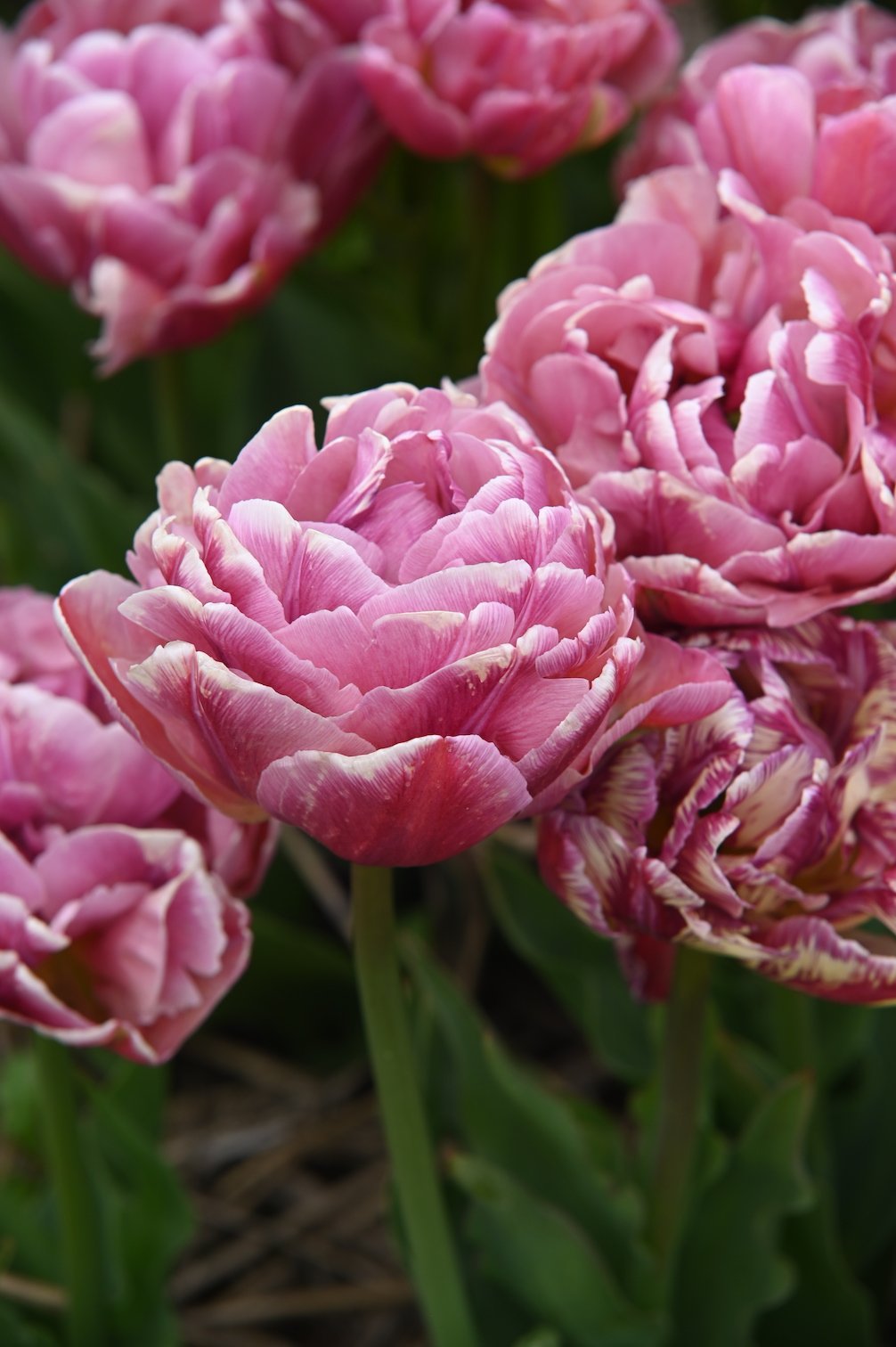 Tulpe Pink Treasure
