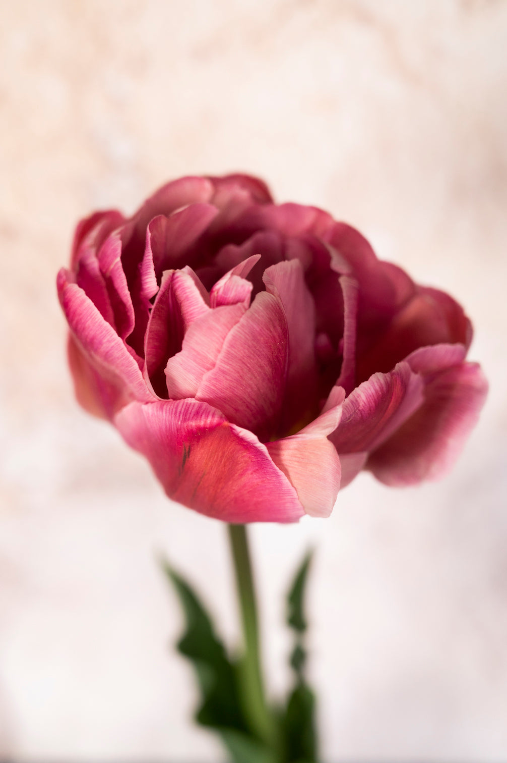 Tulpe Pink Treasure