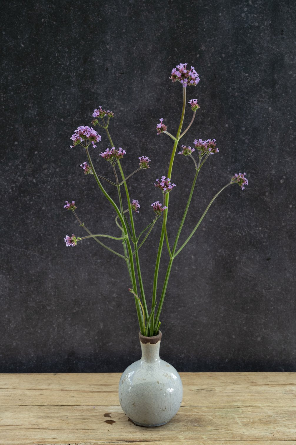 Argentinisches Eisenkraut