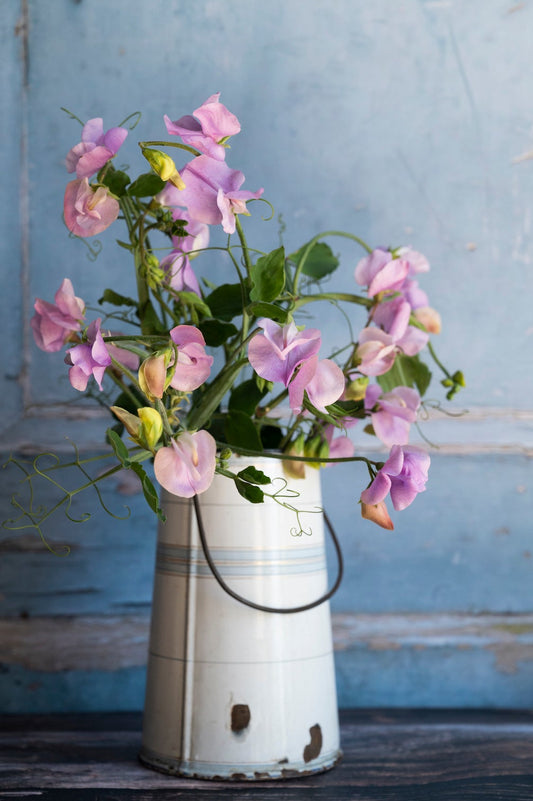 Duftwicke "Lavender"