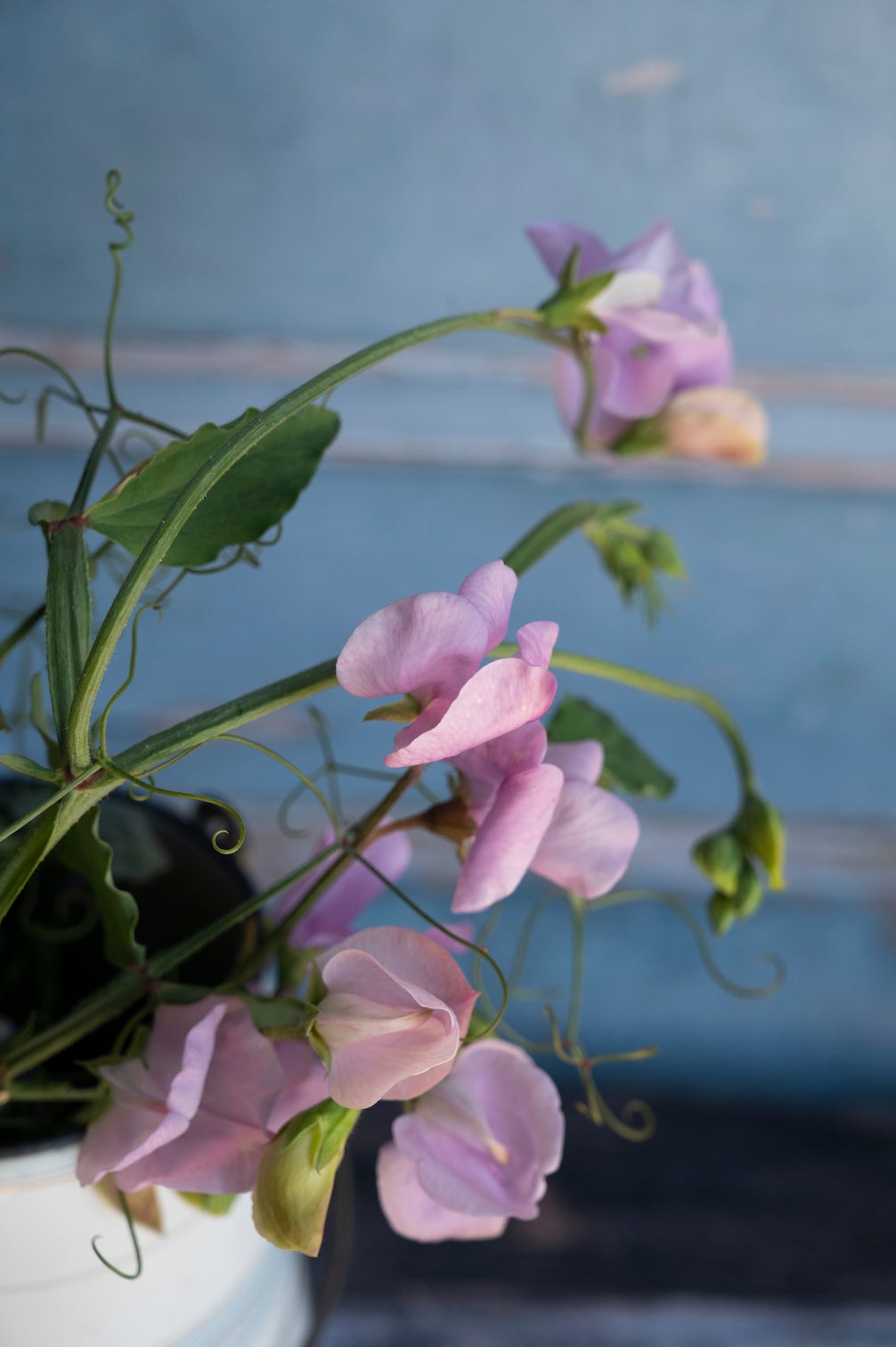 Duftwicke "Lavender"