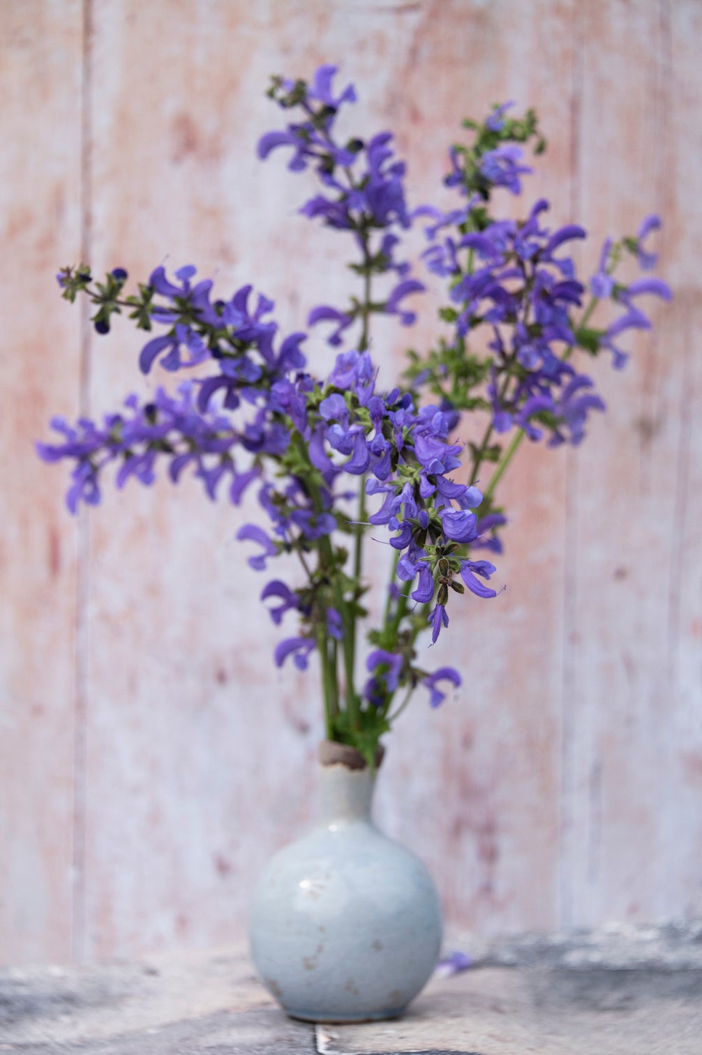 Wiesensalbei