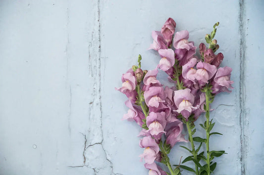 VIDEO: Cool Flowers oder Robuste Einjährige – Alles, was Du zur Aussaat wissen musst