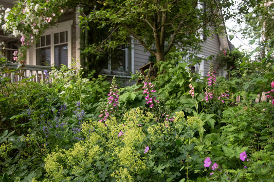 BLÜTENFÜLLE IM HALBSCHATTEN – Die besten Pflanzen für schattige Ecken