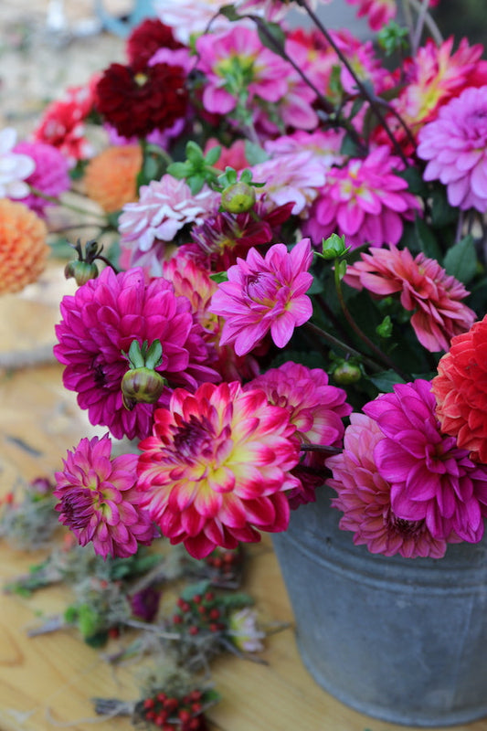 15 FAQs FÜR DEINEN DAHLIENSTART – So machst Du alles richtig