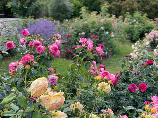 VIDEO: Das Rosarium Sangerhausen – Weltgrößte Rosensammlung