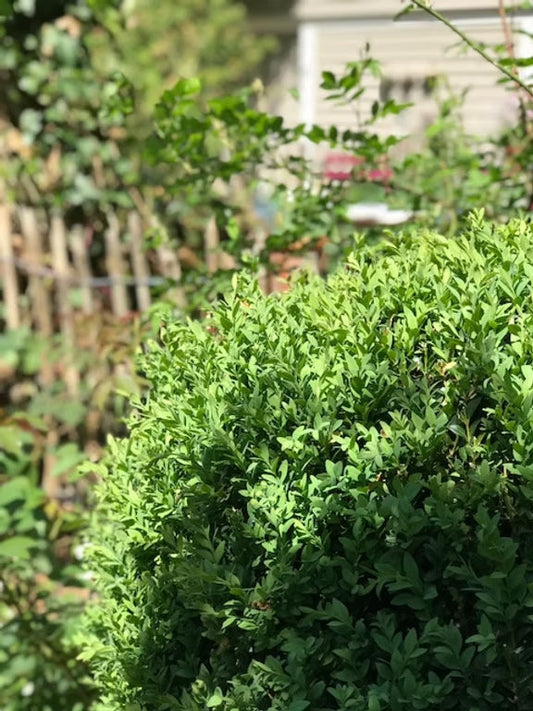 Buchsbaum in sommerlichem und sonnigen Cottage Garten
