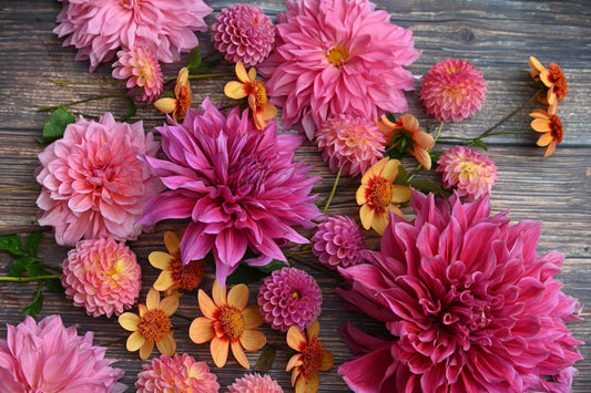 Dahlienblüten in Rosa und Pink, kombiniert mit kleinen orangefarbenen Blüten.