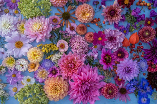 WUNDERVOLLE DAHLIEN – Großartige Farbenpracht im Garten