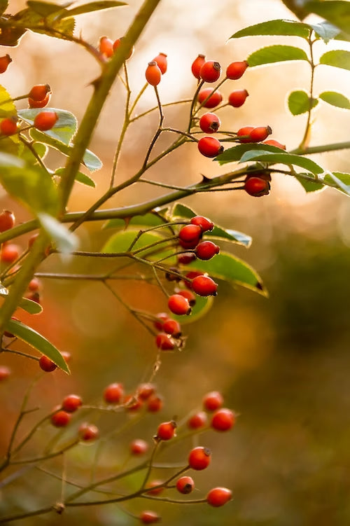 Rote Hagebutten an einem Rosenstrauch im warmen Herbstlicht.