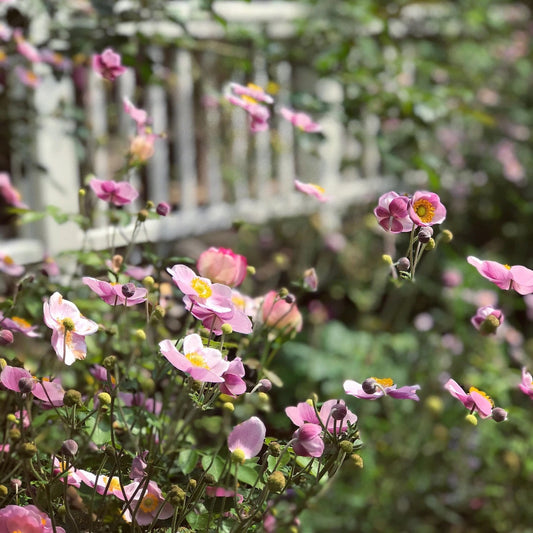 ODE AN DIE HERBSTANEMONE - 11 Gründe, warum sie in keinem Garten fehlen darf
