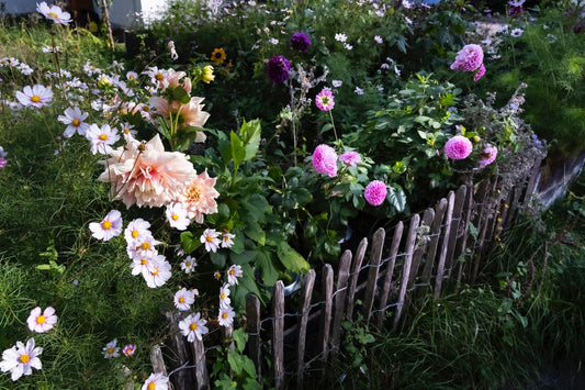 Apricotfarbene und pinke Dahlien mit weißen Kosmeen am Holzzaun
