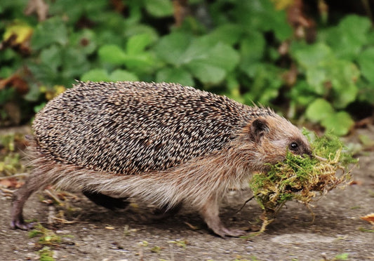 Igel trägt Moos im Maul, um sich im Garten ein geschütztes Nest für die kalte Jahreszeit zu bauen.
