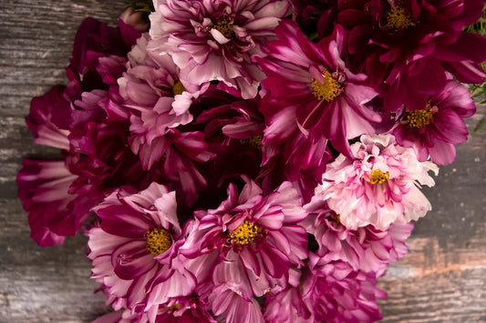 Rosa Pinke Kosmee Double Click Bicolour.