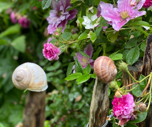 40 PFLANZEN, DIE SCHNECKEN LINKS LIEGEN LASSEN