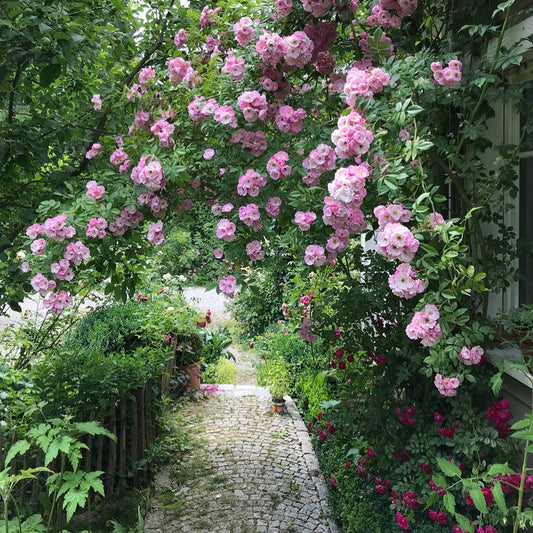 Zartrosa Ramblerrosen ranken über einen Gartenweg im blühenden Cottage Garten