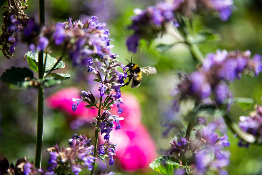 22 KLIMAHELDEN IM COTTAGE GARTEN – Blütenfülle mit trockenheitsresistenten Pflanzen